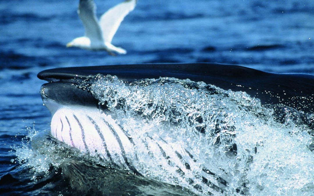 La Route des Baleines et les beautés de la Côte-Nord