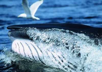 La Route des Baleines et les beautés de la Côte-Nord